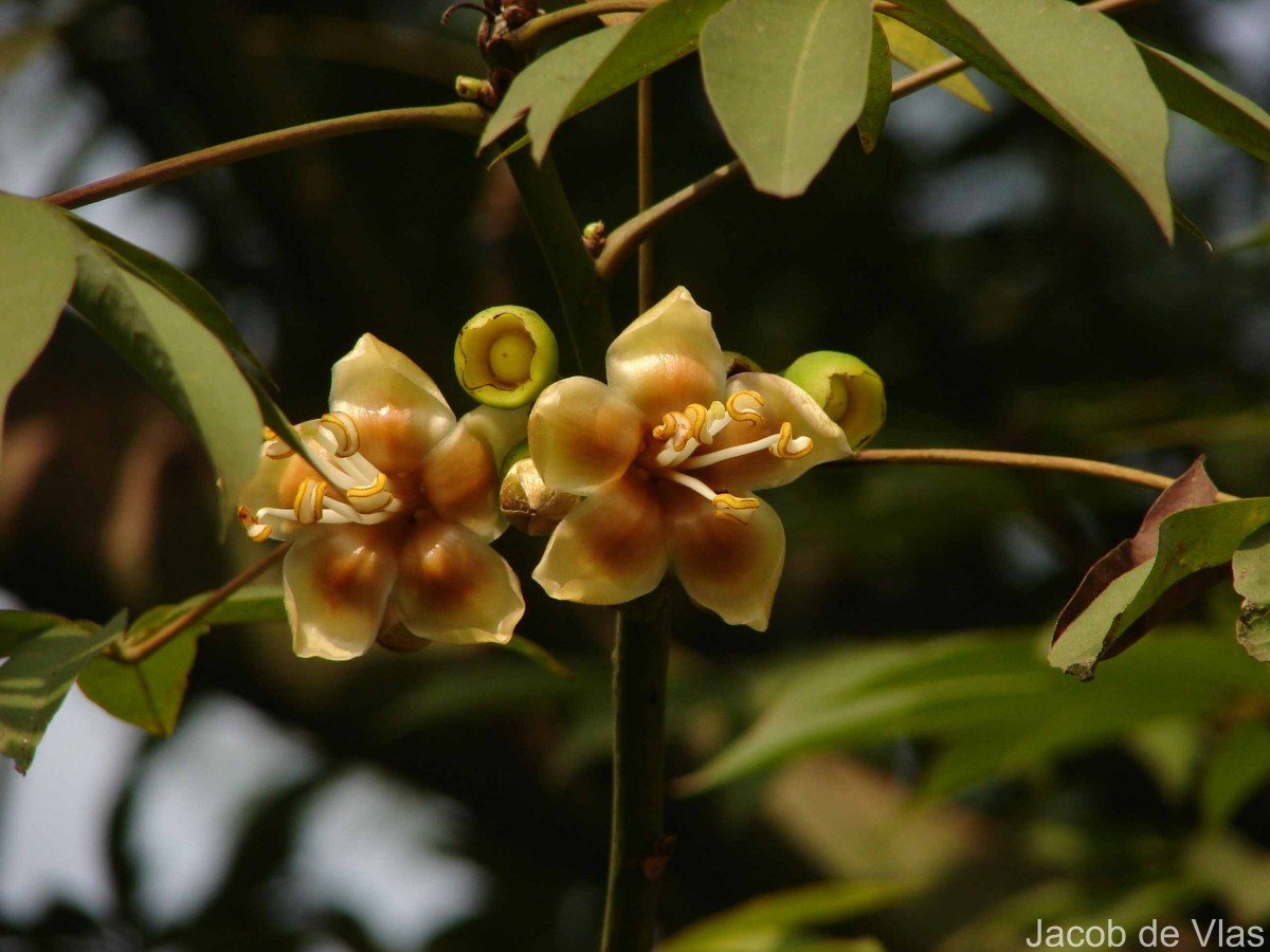 Ceiba pentandra (L.) Gaertn.
